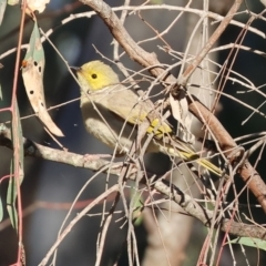 Ptilotula penicillata (White-plumed Honeyeater) at Albury - 29 Dec 2023 by KylieWaldon