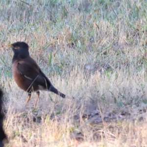 Acridotheres tristis at Albury - 30 Dec 2023 06:30 AM