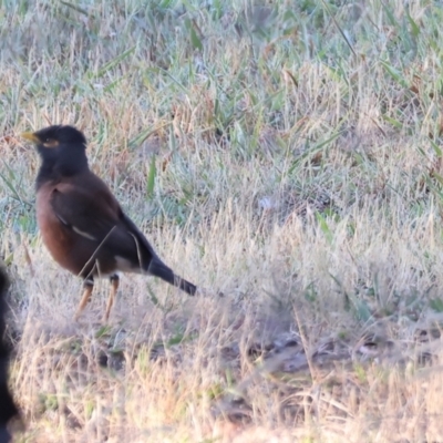 Acridotheres tristis (Common Myna) at Albury - 30 Dec 2023 by KylieWaldon