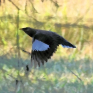 Acridotheres tristis at Albury - 30 Dec 2023 06:30 AM