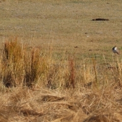 Vanellus miles (Masked Lapwing) at Albury - 29 Dec 2023 by KylieWaldon