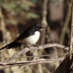 Rhipidura leucophrys (Willie Wagtail) at Table Top Reserve - 29 Dec 2023 by KylieWaldon