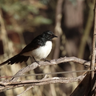 Rhipidura leucophrys (Willie Wagtail) at Table Top, NSW - 29 Dec 2023 by KylieWaldon