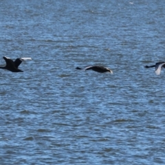 Cygnus atratus (Black Swan) at Table Top, NSW - 29 Dec 2023 by KylieWaldon