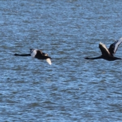 Cygnus atratus at Albury - 30 Dec 2023