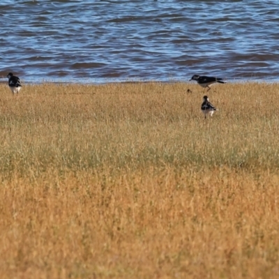 Grallina cyanoleuca (Magpie-lark) at Albury - 29 Dec 2023 by KylieWaldon