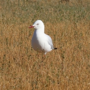 Chroicocephalus novaehollandiae at Albury - 30 Dec 2023 07:23 AM