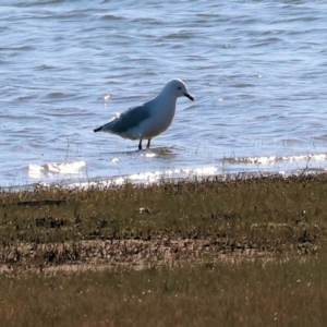 Chroicocephalus novaehollandiae at Albury - 30 Dec 2023