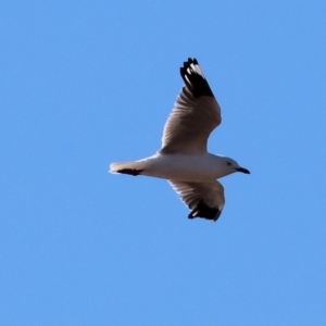 Chroicocephalus novaehollandiae at Albury - 30 Dec 2023