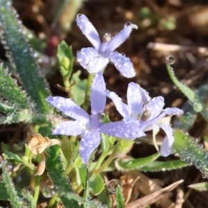 Isotoma fluviatilis subsp. australis at Albury - 30 Dec 2023 06:41 AM