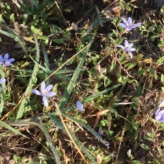 Isotoma fluviatilis subsp. australis at Albury - 30 Dec 2023 06:41 AM