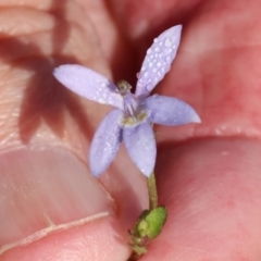 Isotoma fluviatilis subsp. australis at Albury - 30 Dec 2023