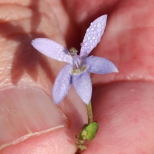 Isotoma fluviatilis subsp. australis at Albury - 30 Dec 2023 06:41 AM