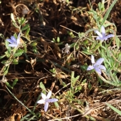 Isotoma fluviatilis subsp. australis at Albury - 30 Dec 2023 06:41 AM