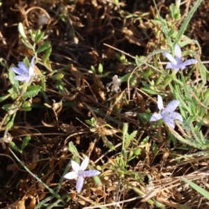 Isotoma fluviatilis subsp. australis at Albury - 30 Dec 2023 06:41 AM