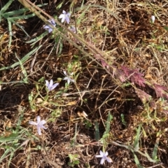 Isotoma fluviatilis subsp. australis at Albury - 30 Dec 2023 06:41 AM