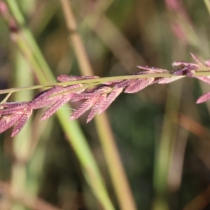 Eragrostis elongata at Albury - 30 Dec 2023 06:41 AM