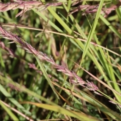 Eragrostis elongata at Albury - 30 Dec 2023