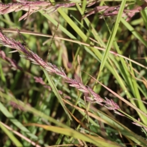 Eragrostis elongata at Albury - 30 Dec 2023 06:41 AM