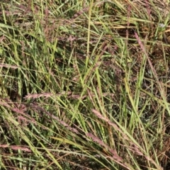 Eragrostis elongata at Albury - 30 Dec 2023 06:41 AM