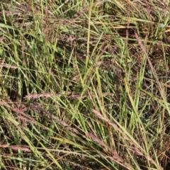 Eragrostis elongata at Albury - 30 Dec 2023