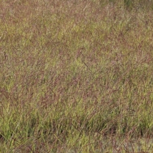 Eragrostis elongata at Albury - 30 Dec 2023 06:41 AM