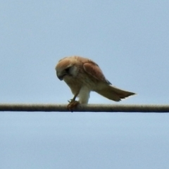 Falco cenchroides (Nankeen Kestrel) at Wingecarribee Local Government Area - 28 Dec 2023 by GlossyGal