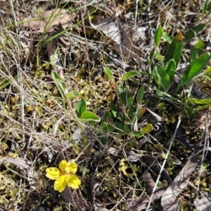 Goodenia hederacea subsp. hederacea at The Pinnacle - 30 Dec 2023