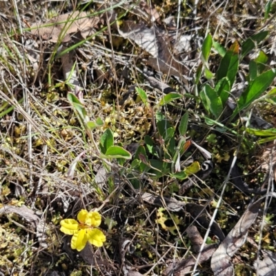 Goodenia hederacea subsp. hederacea (Ivy Goodenia, Forest Goodenia) at The Pinnacle - 30 Dec 2023 by sangio7