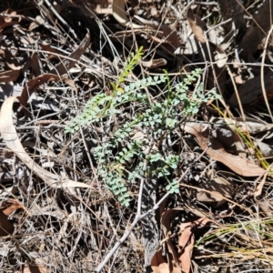 Indigofera adesmiifolia at The Pinnacle - 30 Dec 2023 10:13 AM