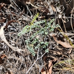 Indigofera adesmiifolia at The Pinnacle - 30 Dec 2023