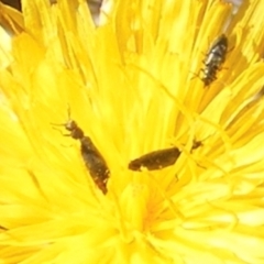 Dasytinae (subfamily) (Soft-winged flower beetle) at Mugga Mugga Grassland (MMW) - 29 Dec 2023 by MichaelMulvaney