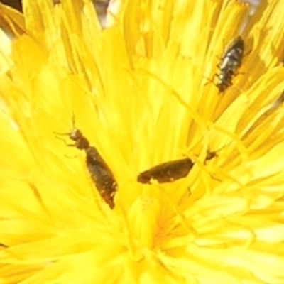 Dasytinae (subfamily) (Soft-winged flower beetle) at Mugga Mugga Grassland (MMW) - 29 Dec 2023 by MichaelMulvaney