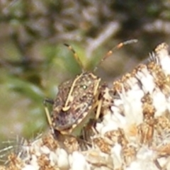 Oncocoris geniculatus (A shield bug) at Tuggeranong Hill NR  (TGH) - 30 Dec 2023 by MichaelMulvaney