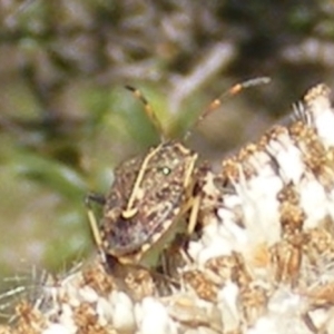 Oncocoris geniculatus at Tuggeranong Hill NR  (TGH) - 30 Dec 2023