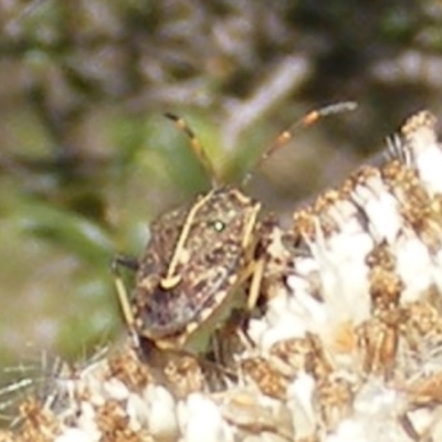 Oncocoris geniculatus (A shield bug) at Tuggeranong Hill NR  (TGH) - 30 Dec 2023 by MichaelMulvaney