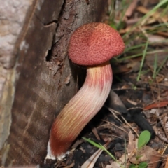 Boletellus sp. (Boletellus) at Capalaba, QLD - 29 Dec 2023 by TimL