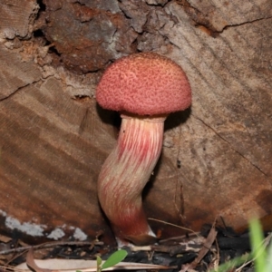 Boletellus sp. at Capalaba, QLD - 29 Dec 2023 11:39 AM