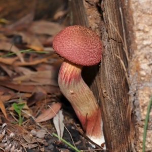 Boletellus sp. at Capalaba, QLD - 29 Dec 2023 11:39 AM