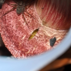 Boletellus sp. at Capalaba, QLD - 29 Dec 2023 11:39 AM