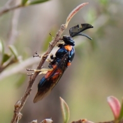 Lophyrotoma interrupta (Cattle Poisoning Sawfly) at Cook, ACT - 26 Dec 2023 by CathB