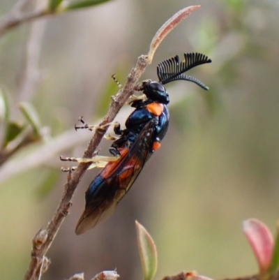 Lophyrotoma interrupta (Cattle Poisoning Sawfly) at Mount Painter - 26 Dec 2023 by CathB