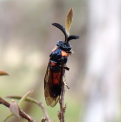 Lophyrotoma interrupta at Mount Painter - 26 Dec 2023 02:59 PM