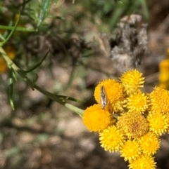 Lepidoptera unclassified ADULT moth (Unidentified - Moth) at Mount Ainslie - 30 Dec 2023 by SilkeSma