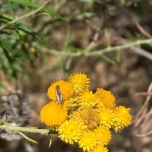 Lepidoptera unclassified ADULT moth at Undefined Area - 30 Dec 2023 03:18 PM