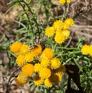 Apiformes (informal group) at Mount Ainslie NR (ANR) - 30 Dec 2023