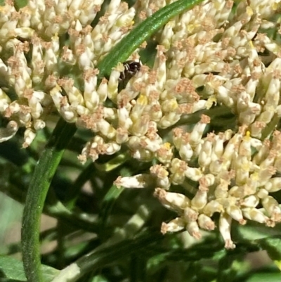 Mordellidae (family) (Unidentified pintail or tumbling flower beetle) at Mount Ainslie - 30 Dec 2023 by SilkeSma