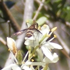 Villa sp. (genus) (Unidentified Villa bee fly) at Tuggeranong Hill NR  (TGH) - 30 Dec 2023 by MichaelMulvaney