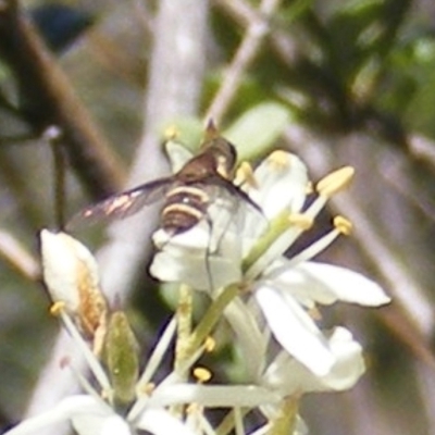 Villa sp. (genus) (Unidentified Villa bee fly) at Tuggeranong Hill NR  (TGH) - 30 Dec 2023 by MichaelMulvaney