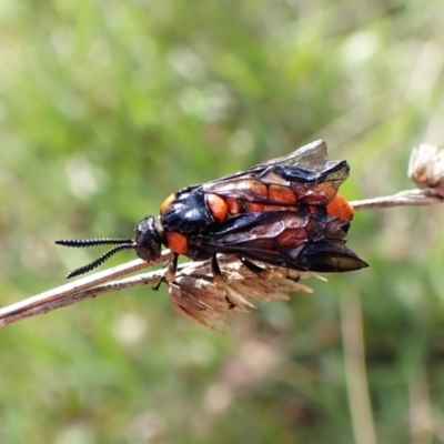 Lophyrotoma interrupta (Cattle Poisoning Sawfly) at Mount Painter - 25 Dec 2023 by CathB